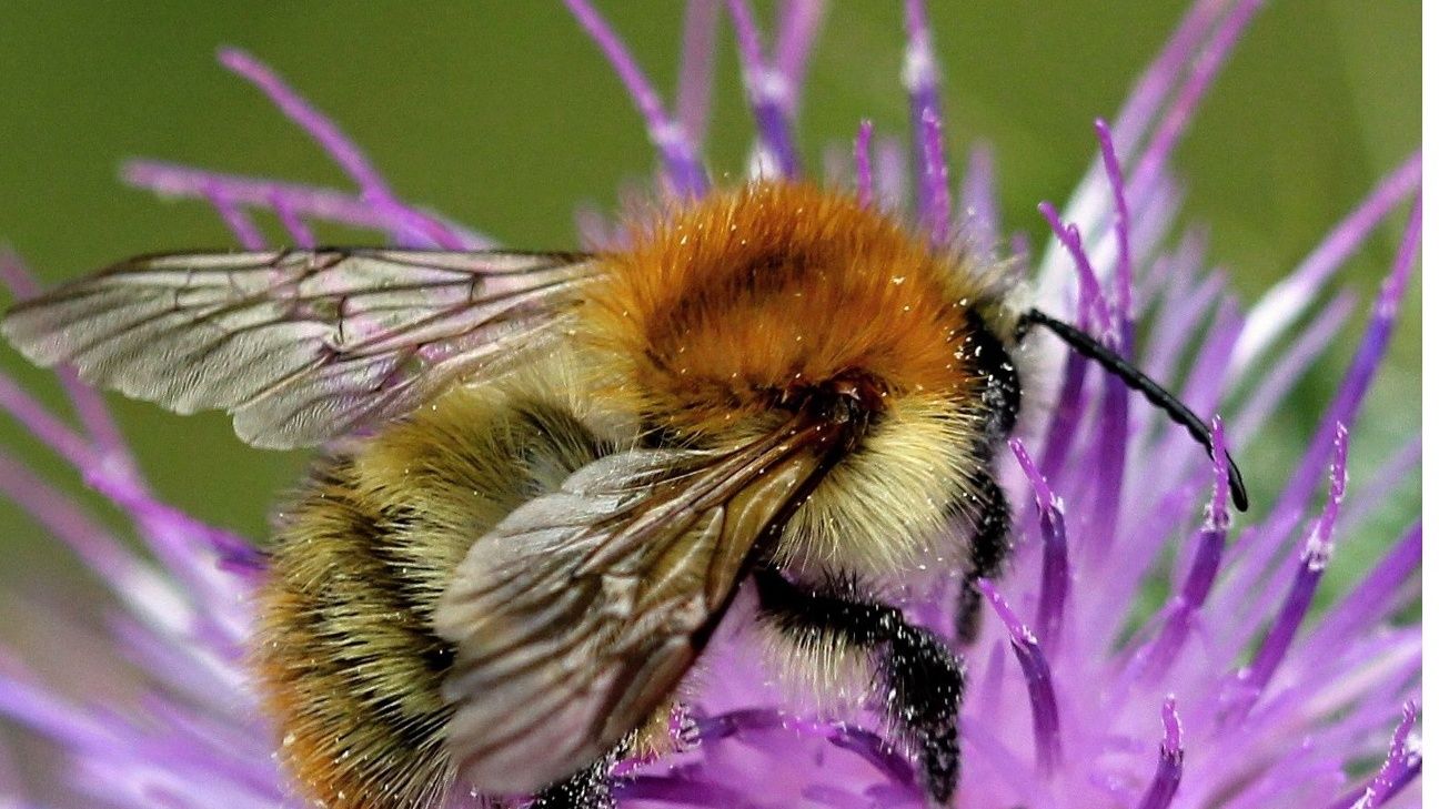 Zkon lpe ochrn biotopy ohroench druh a pome i opylovam 